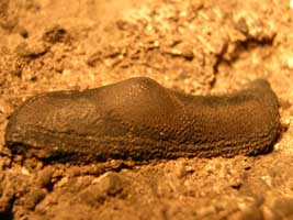 Helodus turgidus-Tournaisien-(photo & coll DLE)